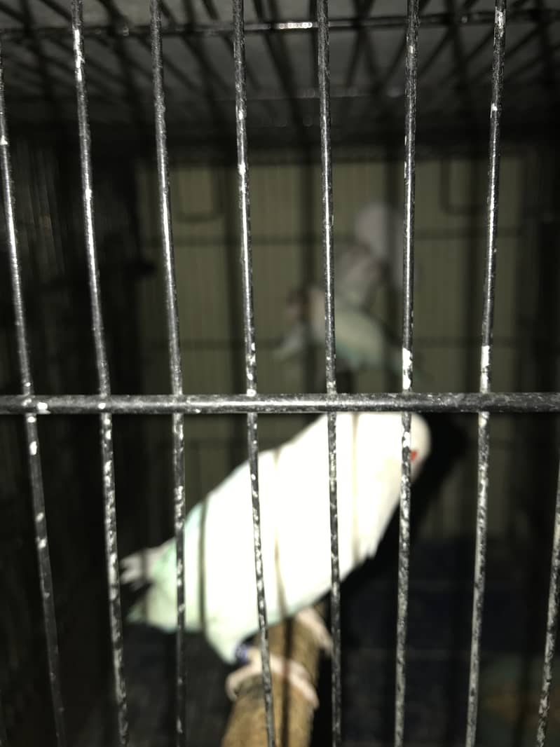 Sale!sale!sale!setup for sale,higly quality bird 9