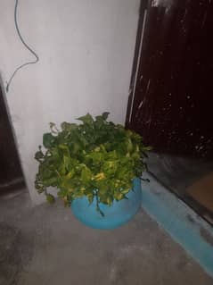plant pots 6pices
