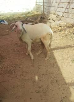 Dumba & bakra qurbani