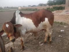 cow