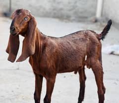 GOAT BABY FOR SALE AGE 5 MONTH KHERY