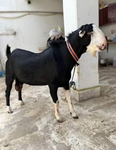 Andu bakra