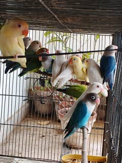 Home breed pathay - Mixed lovebirds and cockatiel / cocktail