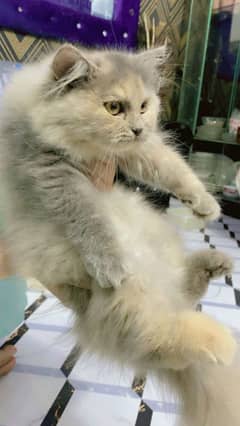 Persian