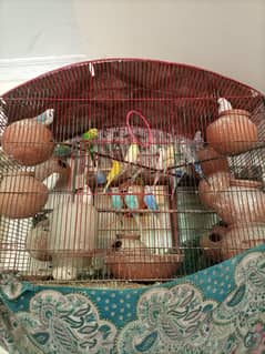 Australian parrot