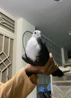 Top quality Breeder pair