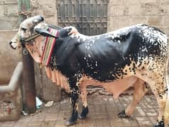 male cow for sell