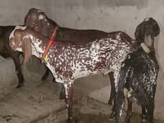 Bakray For Qurbani