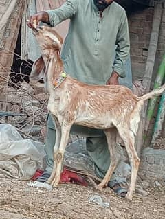 Makkhi