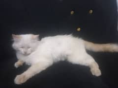 Persian