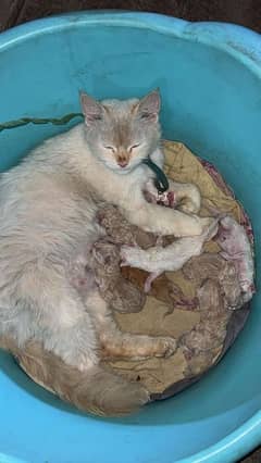 cat