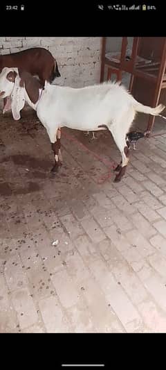 Betal Goat
