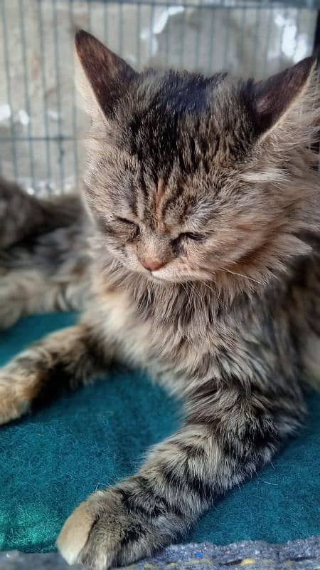 Very Pretty and Friendly Cat -Zero3l2_four119two9six- 0