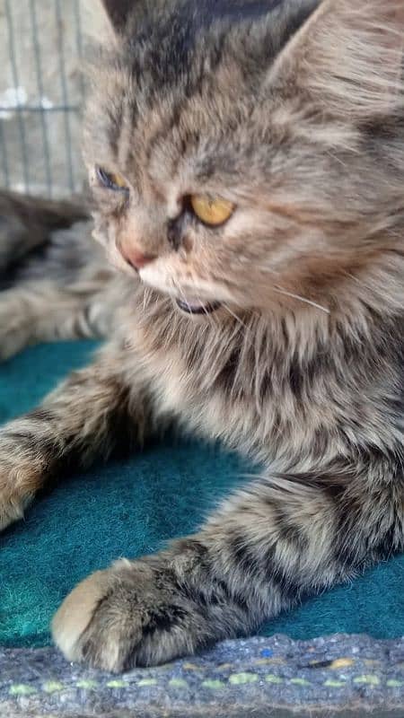Very Pretty and Friendly Cat -Zero3l2_four119two9six- 1