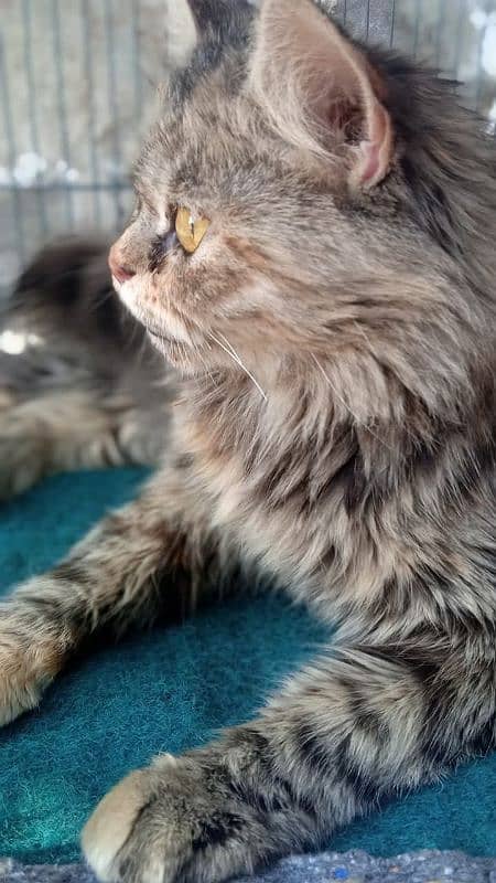 Very Pretty and Friendly Cat -Zero3l2_four119two9six- 2