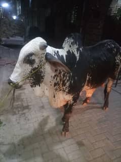 4 dant Qurbani ka ly tyar healty & active contact 03254897741