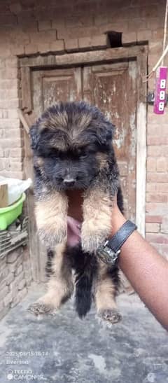 pedigree parents puppies