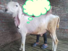 Pure Kakka Kajila