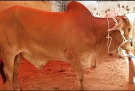 urgent sale 2 dant bachre jori 7.5 lac