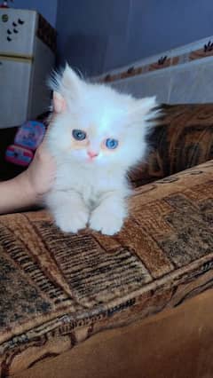 Female Persian tripple Coat Cat available