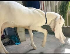 gulabi