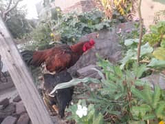 urgent sale Aseel mianwali old blood line pure