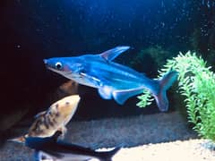 blue