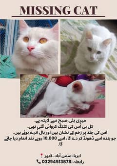 Lost Cat