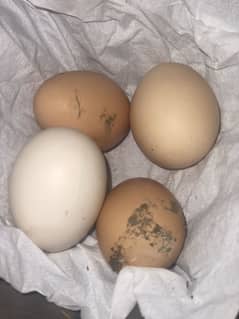 Organic/desi eggs