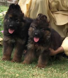 Puppies