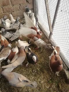 pigeons high flying