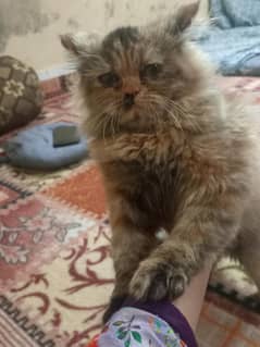 5 month male cat beautiful  triple cotted