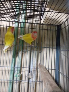 lover bird