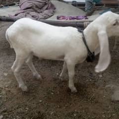 goats