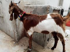 Bakra, White and Brown color