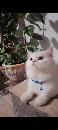 Romeo male cat