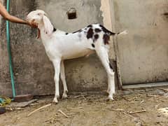 rajanpuri goats