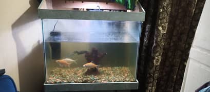 Fish Aquarium with fishes