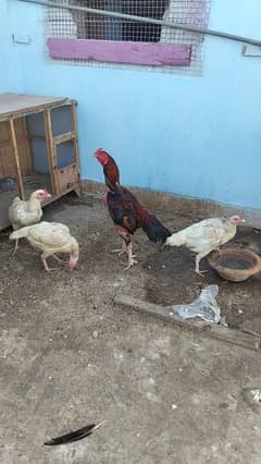 Heera aseel ghr ki breed