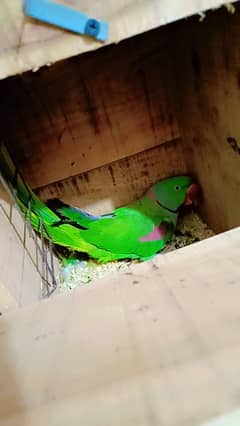 Raw Breeder Pair with Cage