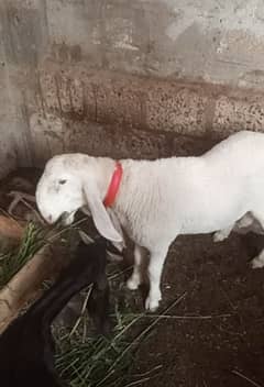 dono male he Ghar ke pale hue 12 month age
