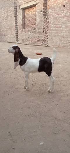 2 months beautiful female goat