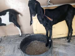 15 month Young Goat female