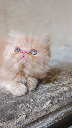 beautiful piki bloodline kittens