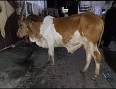 2 Dant bachra for sale
