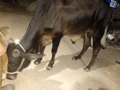 Bachra 2 Daant