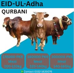 Qurbani Janwar 150k-230k