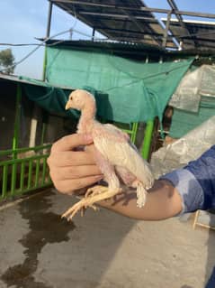 Aseel Heera Chicks for sale