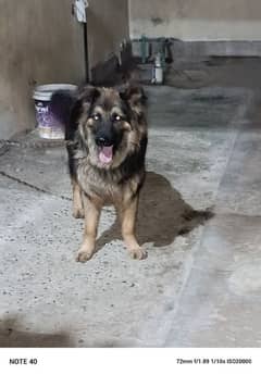 German