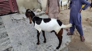 2 dant khassi